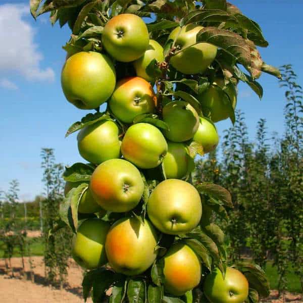 Malus domestica 'Blushing Delight'