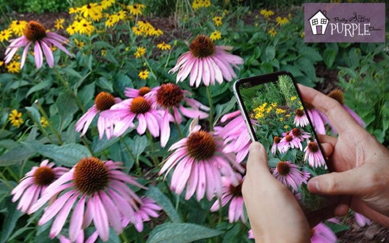 Best Plant Identification Apps (That Actually Work)