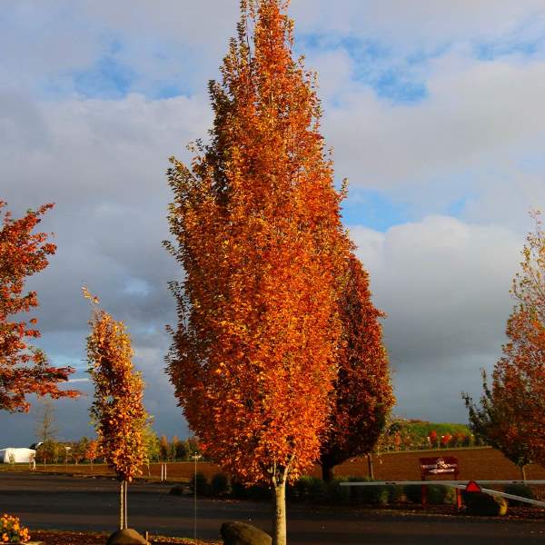 Acer rubrum