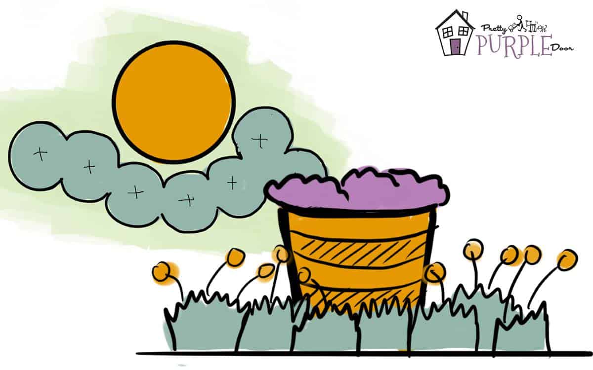 Arrange plants in the garden - Featured