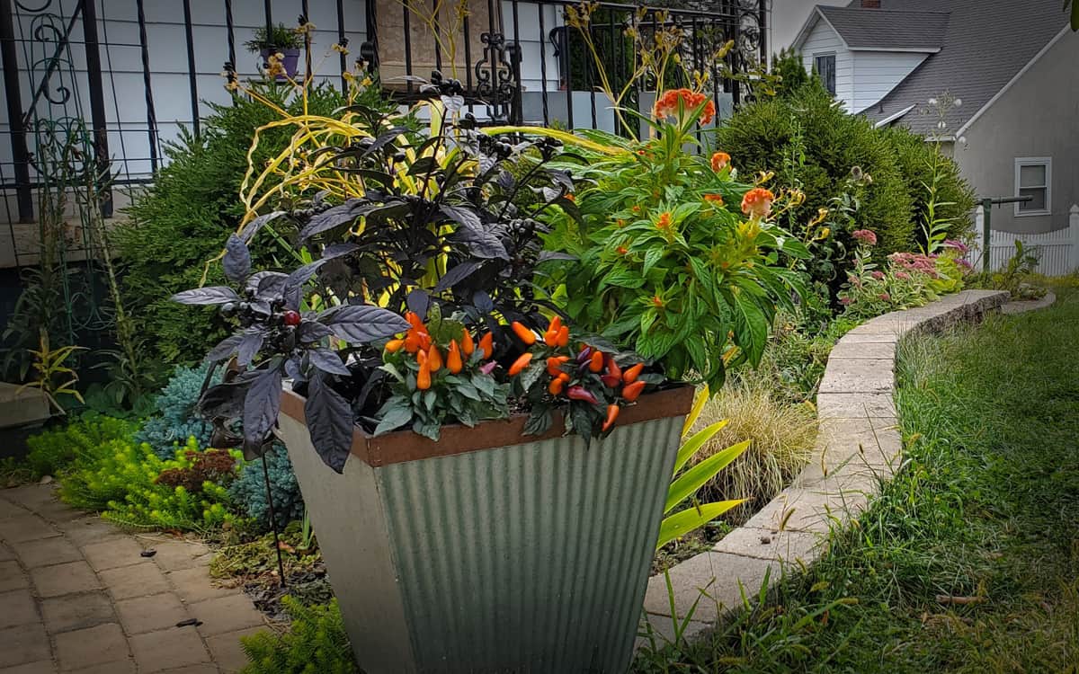 Container Garden Design Tips For Arranging Plants In Pots