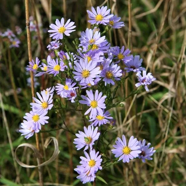 daisy-like blooms of sky blue aster with yellow centers