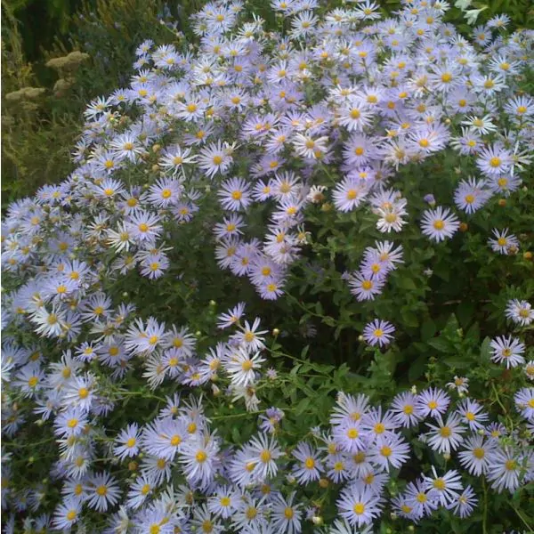 Woods blue aster