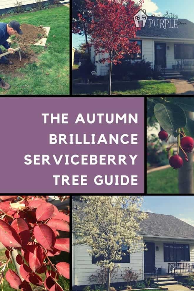 autumn brilliance serviceberry tree