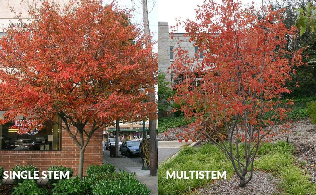 autumn brilliance serviceberry single stem and multi stem varieties