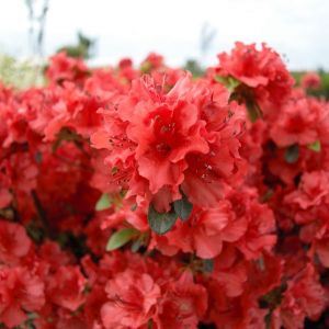 Azalea Hot Shot Girard Evergreen Shrub