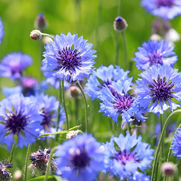 Bachelor's Button, Cornflower (centaurea cyanus)