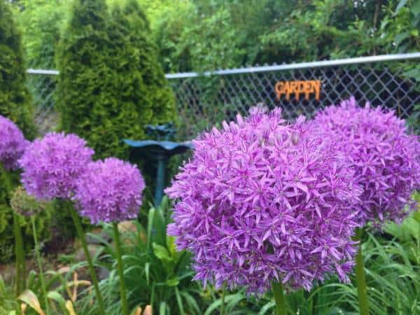 4 Large Allium round purple flowers along a fence