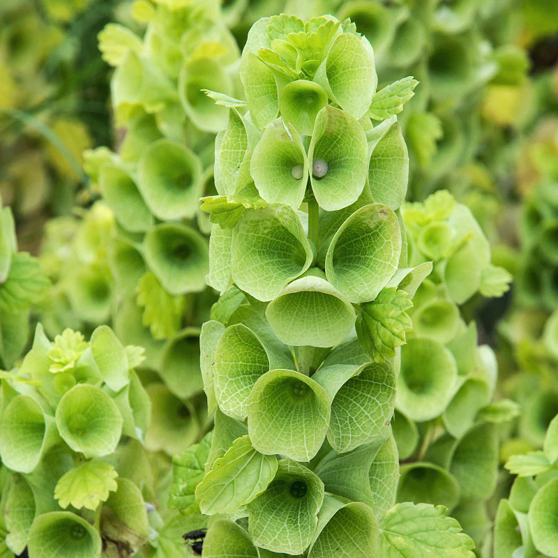23 Unique Plants with Green Flowers (with Bloom Times)