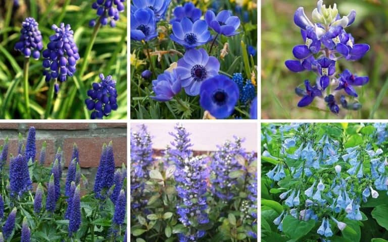 28 True Blue Flowers For Your Home Garden (with Bloom Times)