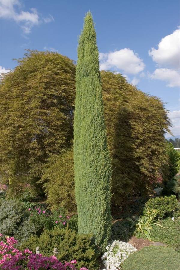 Pencil Point Juniper narrow tree with vertical structure