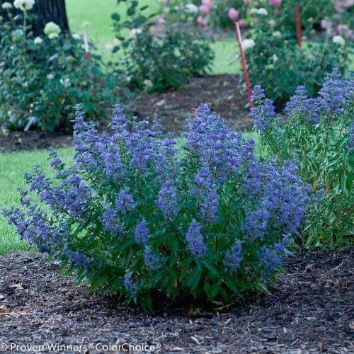 perennial shrub
