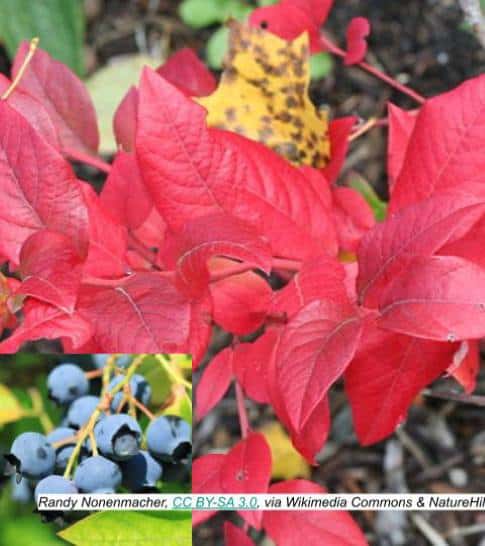 Spartan Blueberry in fall