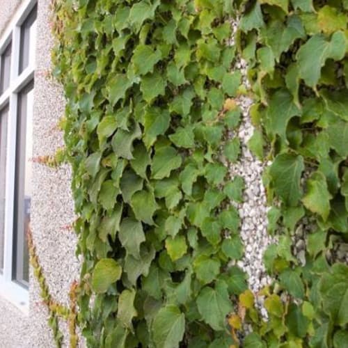 Boston Ivy Vine