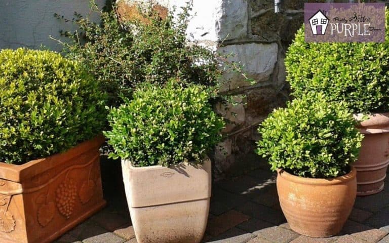 Boxwood Growth Rate By Variety