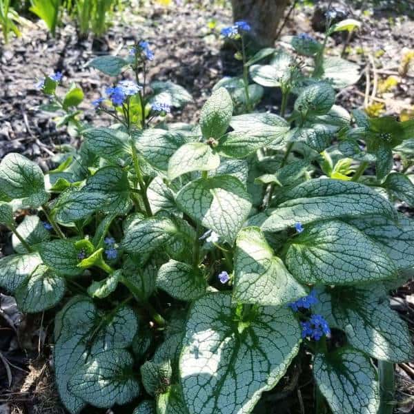 Silver Heart Siberian Bugloss Shade Plant in Garden