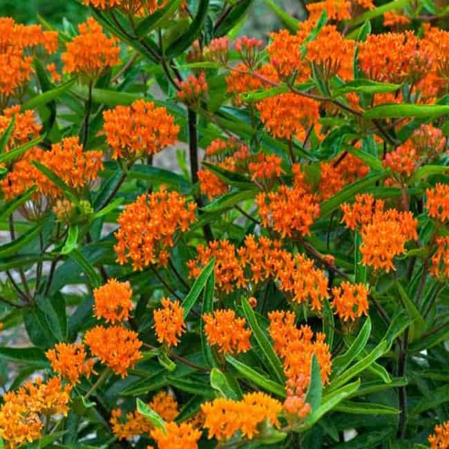 Butterfly weed (Asclepias tuberosa)