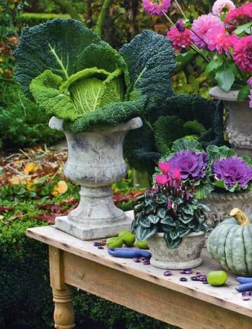 Concrete urn on a table with large head of cabbage