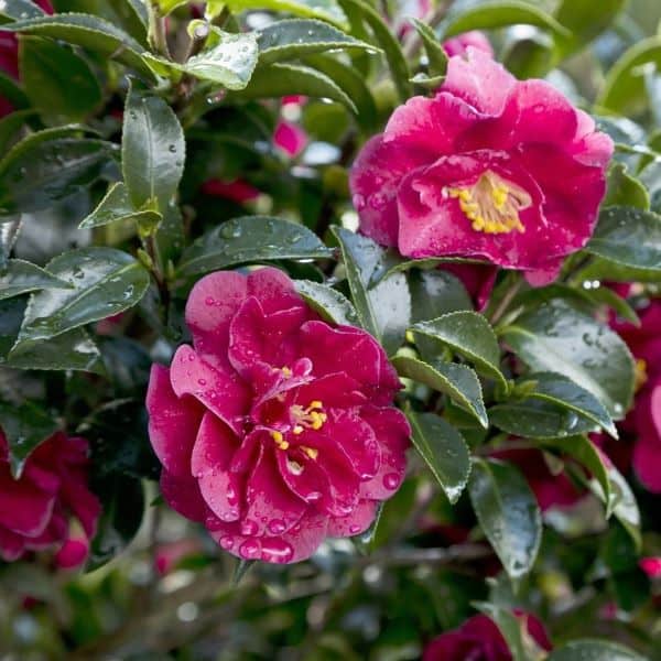 Camellia October Magic Ruby Evergreen Shrub
