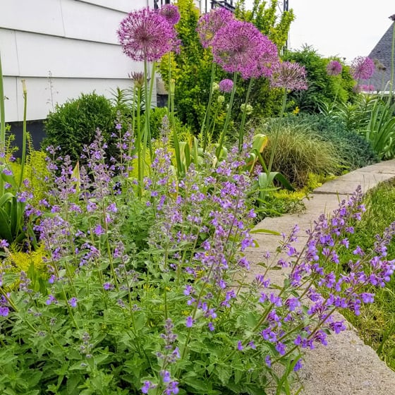 Catmint 'Walkers Low'
