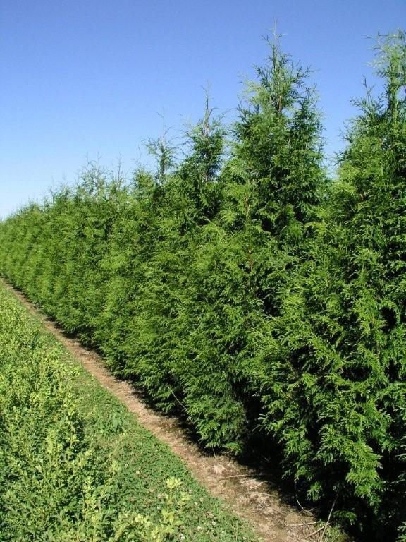 Privacy hedge row of excelsa cedar narrow evergreen trees