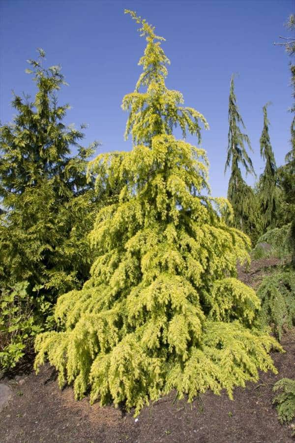Golden Horizon cedar, a golden yellow pyramidal shaped evergreen tree. 