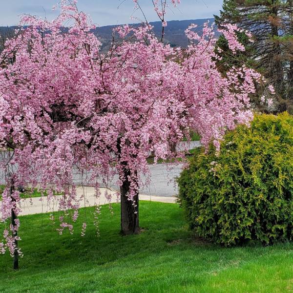 Pink weeping flowering cherry tree