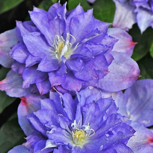 Blue Explosion Clematis Closeup