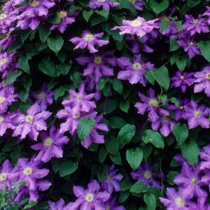 purple clematis vine with dozens of blooms