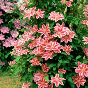 coral pink clematis with write lining prolifically blooming