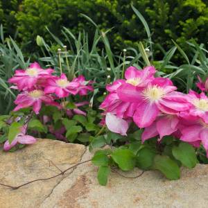 bright pink low-growing clematis bush on the ground