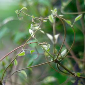 vines entwined together with multiple buds