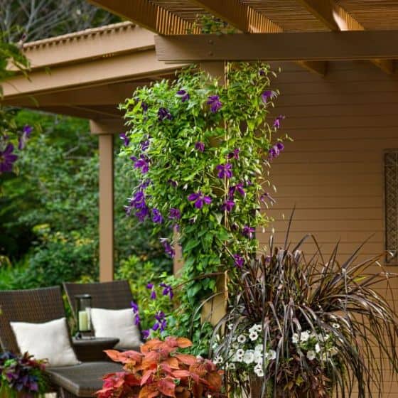 Clematis Jackmanii Hanging on trellis.