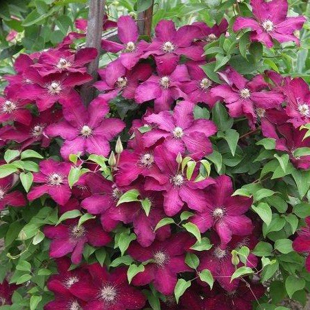 Clematis 'Kardynal Wyszyneski' Closeup Blooms
