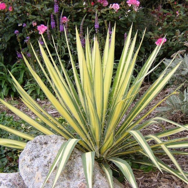 color guard yucca