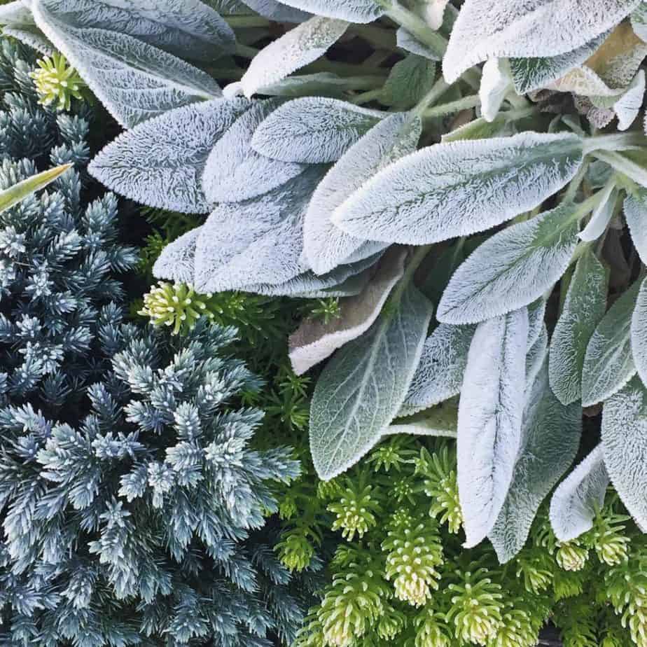 Plant combinations with texture