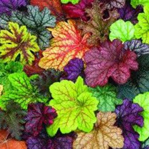 Coral Bells - Heuchera