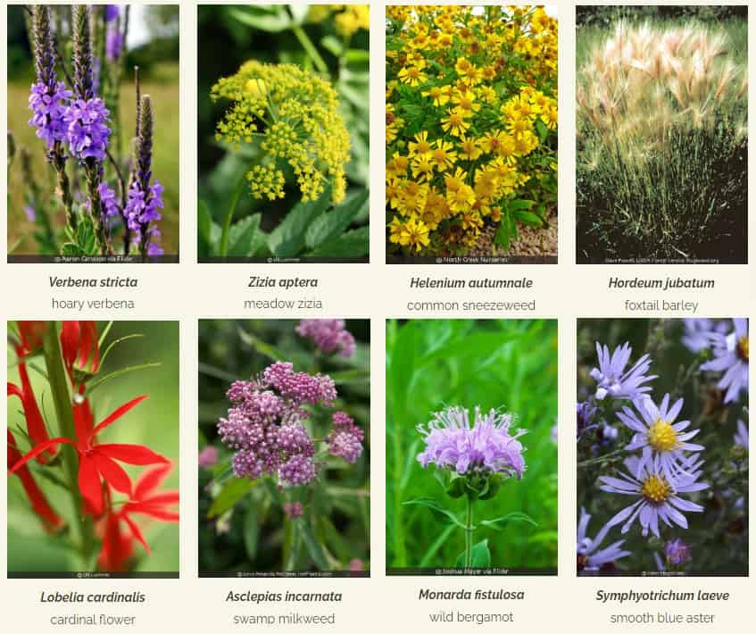plants native to Nevada to use in a cottage garden