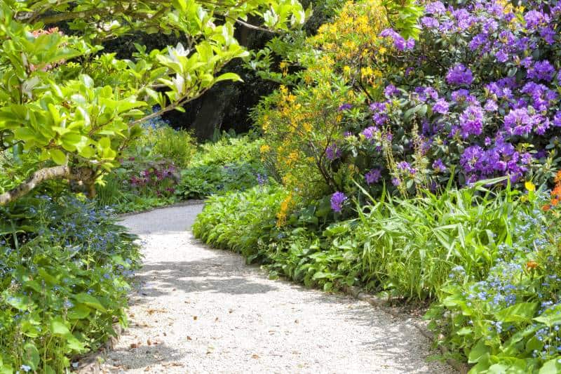 Curved stone path in a colorful garden with flowering yellow azalea, purple rhododendron, blue forget me not