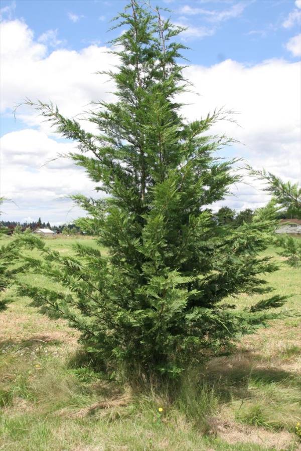 Leyland Cypress Evergreen Privacy Tree in an open field.