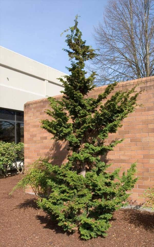 Slender Hinoki False Cypress iin front of brick wall.