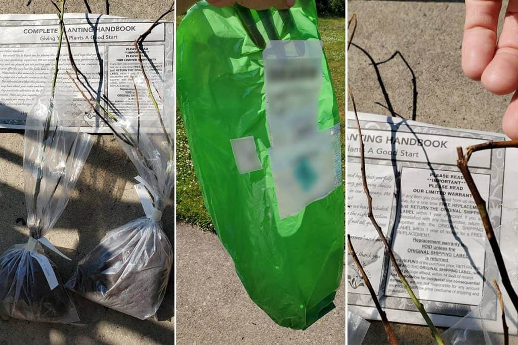 Plants arriving in plastic bags with broken branches