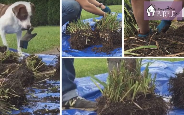 How to Divide Daylilies and Other Perennials With 1 Tool