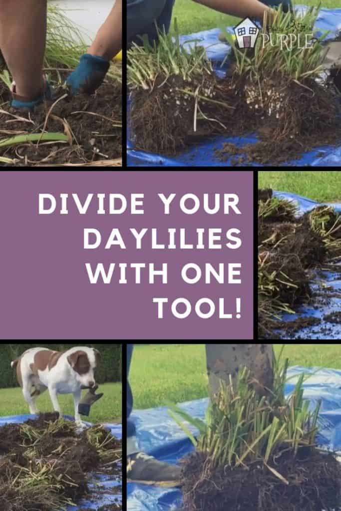 How to divide Daylilies collage pinterest image