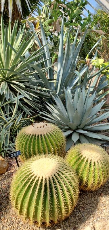 cactus and agave plant grouping