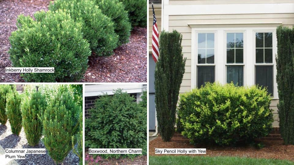 collage of inkberry holly, yew, boxwood and hollys for shade