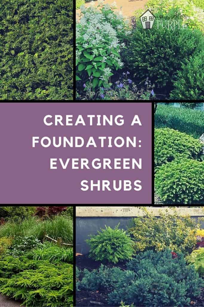 evergreen shrubs pinterest image