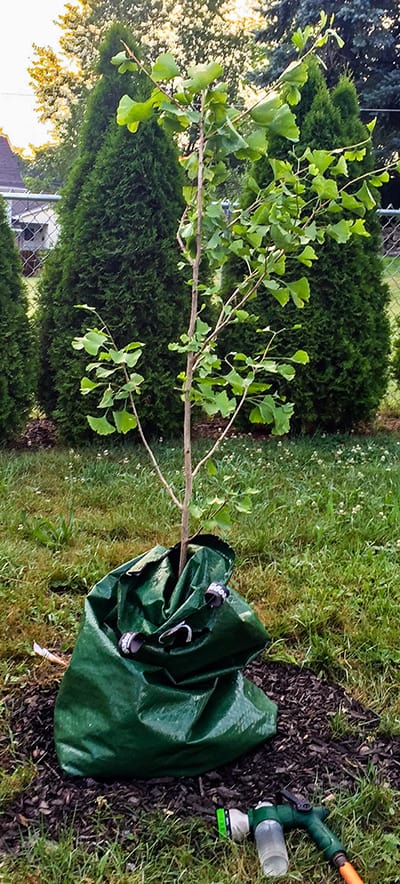 Newly planted Ginkgo Autumn Gold Tree