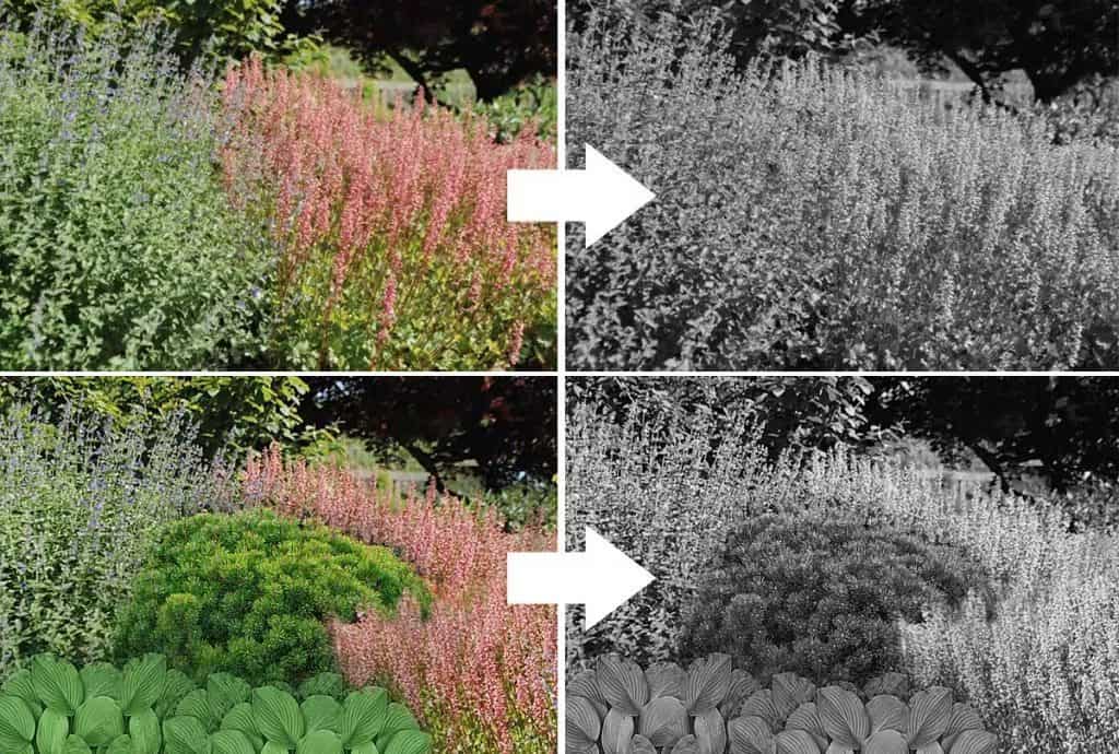 Fixing Plant Texture with Black and White Photos