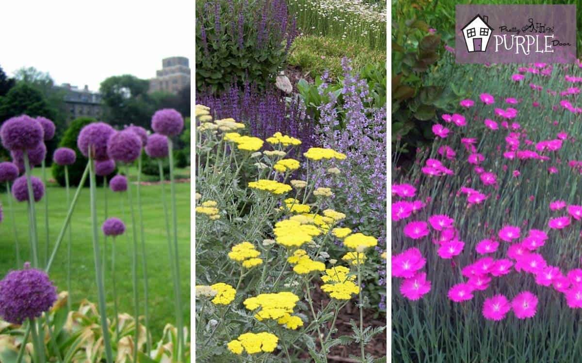 How to make a flower bloom more (and longer) - Pretty Purple Door